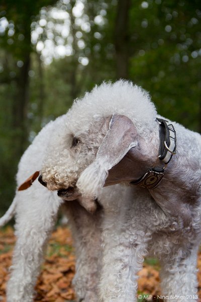 2013-10-29 Svet & Line - Succhsp im Wald-6263.jpg